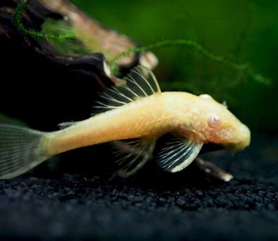 Albino Bristlenose 3-4CM