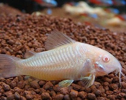 Albino Corydora 3CM