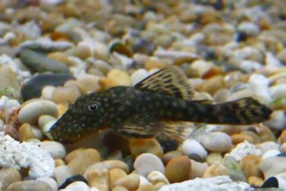 Bristlenose Catfish 3-4CM