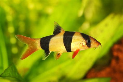 Clown Loach 4-5CM