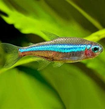 Green Neon Tetra 2CM