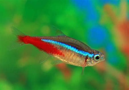 Neon Tetra 2-2.5CM