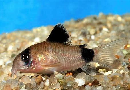 Panda Corydora 3CM