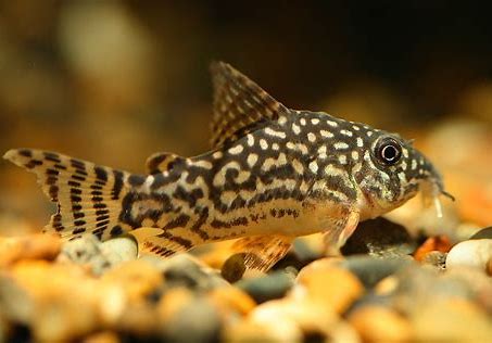 Sterbai Corydora 3CM